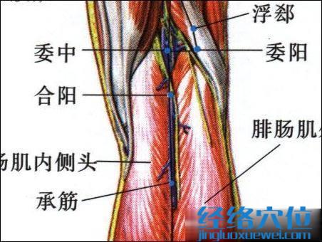 委陽(yáng)穴的位置及解剖圖