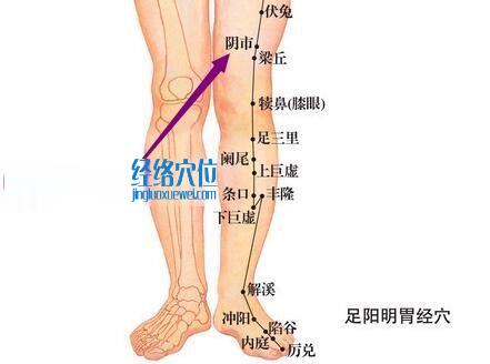 圖解足陽明胃經陰市穴的位置圖