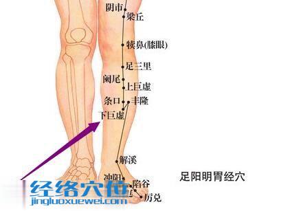 圖解足陽明胃經下巨虛穴