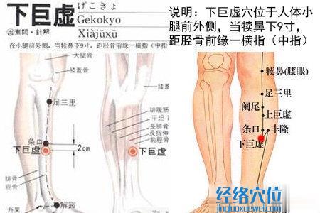 下巨虛穴的位置及解剖分析