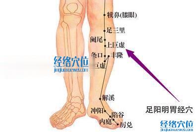 足陽明胃經上巨虛穴的位置圖