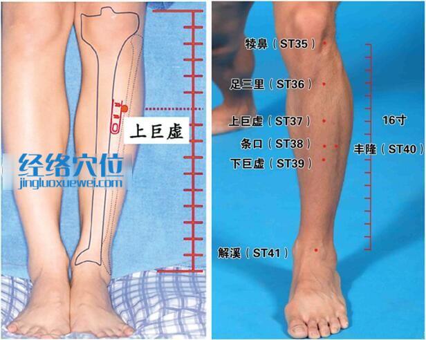 上巨虛穴的準確位置圖