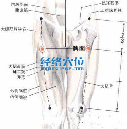 髀關穴的解剖分析圖