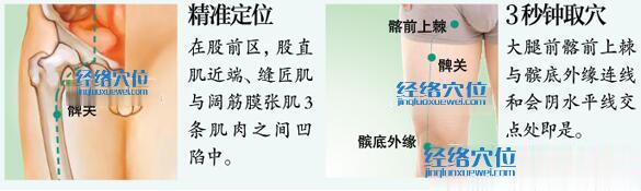髀關穴的準確位置圖及取穴方法示范