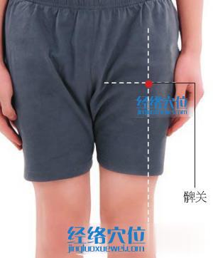 髀關穴位位置圖