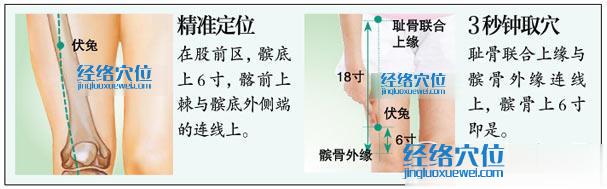 伏兔穴的準確位置圖