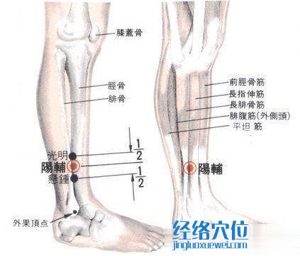 陽輔穴的位置解剖分析圖