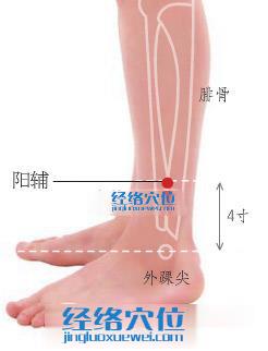 陽輔穴位位置圖