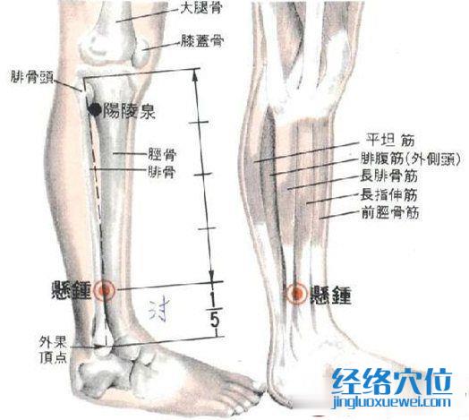 懸鐘穴的位置解剖分析圖