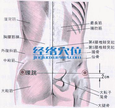 環(huán)跳穴的位置解剖分析圖
