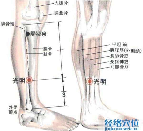 光明穴的位置解剖分析圖