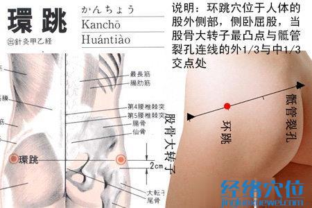 環(huán)跳穴