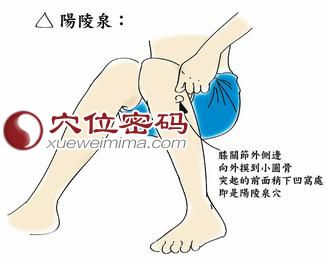 陽陵泉穴