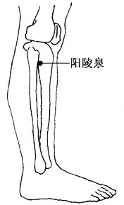 陽陵泉穴位位置圖