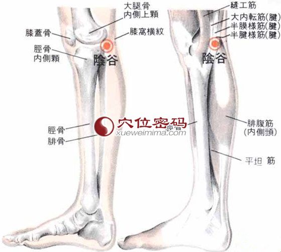 陰谷穴的位置解剖分析圖