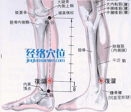 復溜穴的位置解剖分析圖