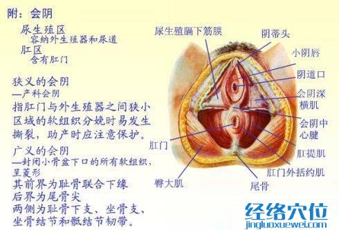 會陰穴位位置圖