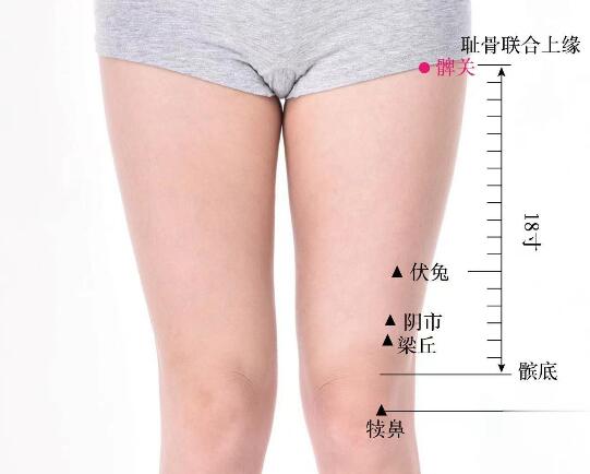 髀關(guān)的準確位置圖及功效視頻位位置圖