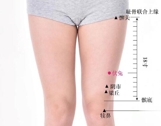 伏兔的準確位置圖及功效視頻位位置圖