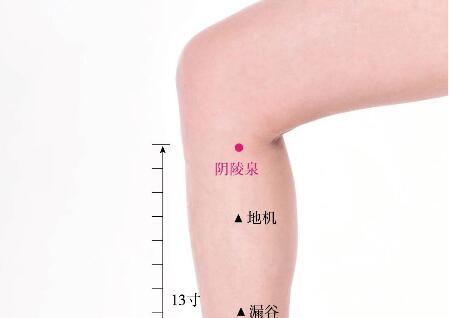 陰陵泉的準(zhǔn)確位置圖及功效視頻位位置圖