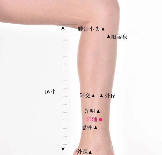 陽輔的準確位置圖及功效視頻位位置圖