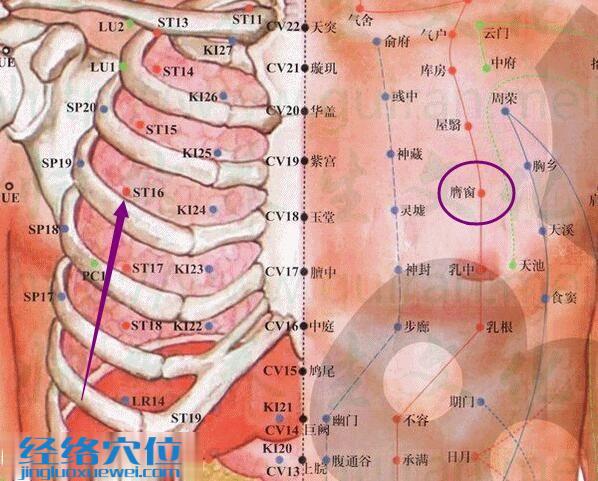膺窗穴的位置及解剖分析圖