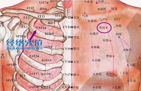 庫(kù)房穴的位置解剖分析圖