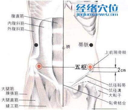 五樞穴的位置解剖分析圖
