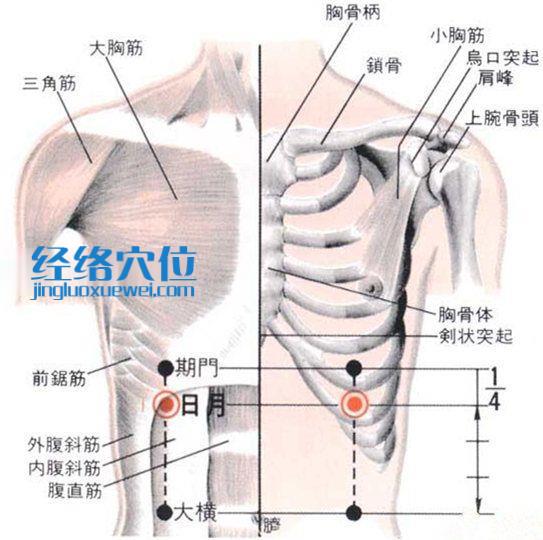 日月穴的位置解剖分析圖