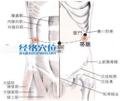 帶脈穴的位置解剖分析圖