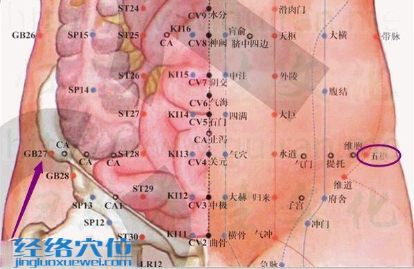 五樞穴的準確位置圖