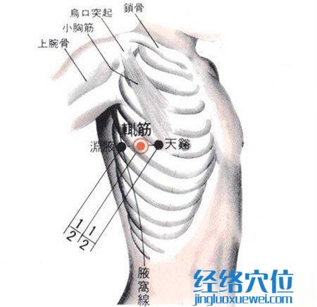 輒筋穴的位置解剖分析圖
