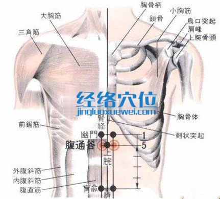 腹通谷穴的位置解剖分析圖