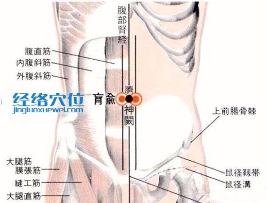肓俞穴的位置解剖分析圖