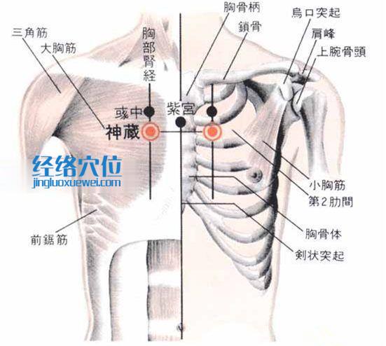神藏穴的位置解剖分析圖