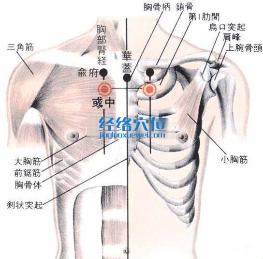 彧中穴的位置解剖分析圖