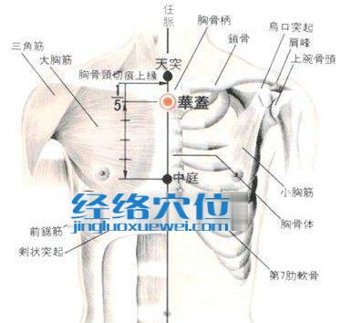 華蓋穴的位置解剖分析圖