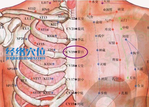 紫宮穴的準(zhǔn)確位置圖