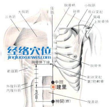 建里穴的位置解剖分析圖