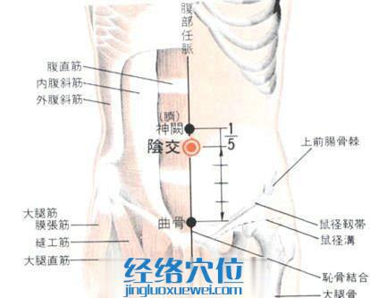 陰交穴的位置解剖分析圖