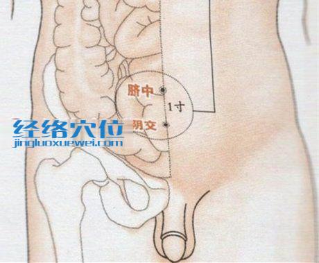 陰交穴的準(zhǔn)確位置圖