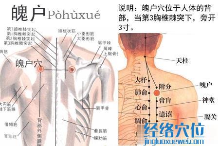 魄戶(hù)穴