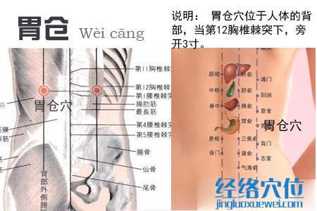 胃?jìng)}穴位位置圖
