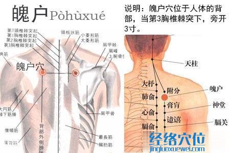 魄戶穴位位置圖