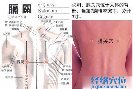 膈關(guān)穴位位置圖