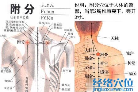 附分穴位位置圖