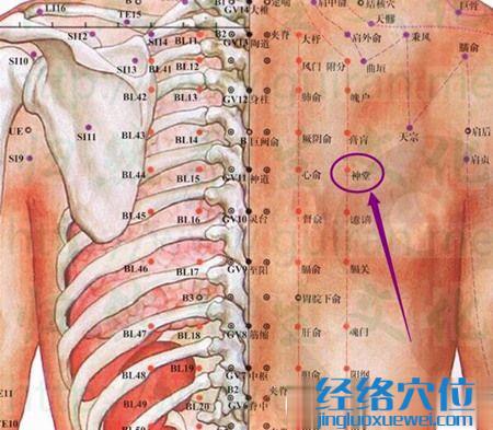 神堂穴的位置圖及解剖結構