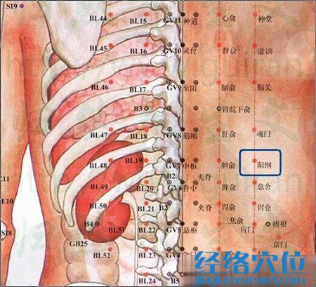 陽綱穴的位置圖