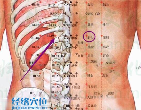 膽俞穴位位置圖