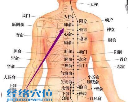肺俞穴的準確位置圖